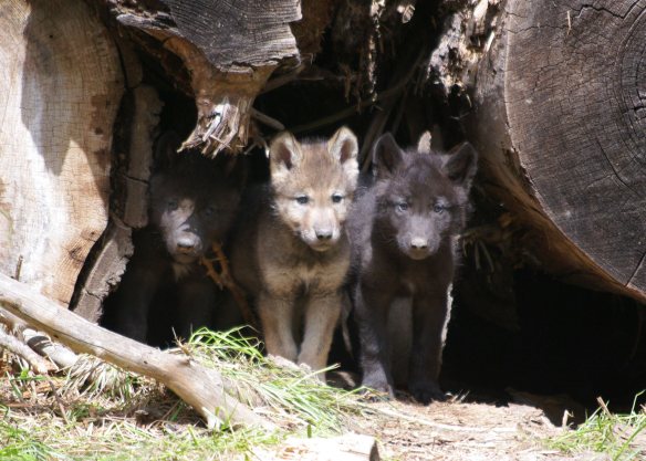 Wolf Cubs, photo credit ©ODFW (from Defenders of Wildlife)