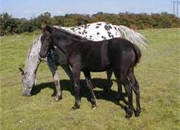 Appaloosa mare and foal