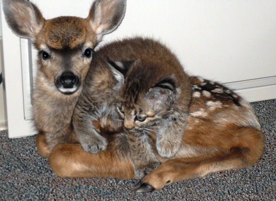 fawn and bobcat kitten