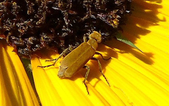Bug on Sunflower 353