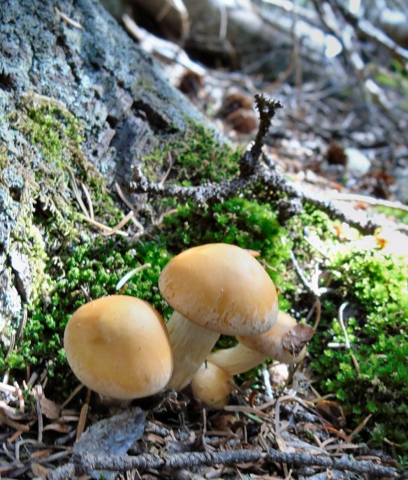 Mushrooms -- not edible, but a start!