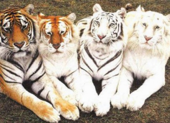 Four Shades of Tiger