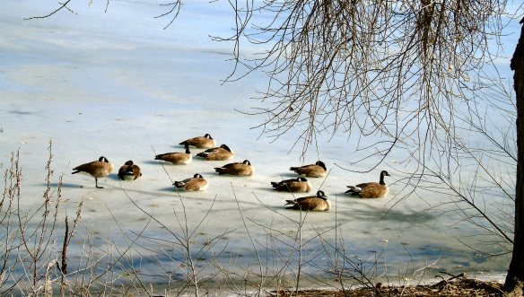 Geese on ice 798