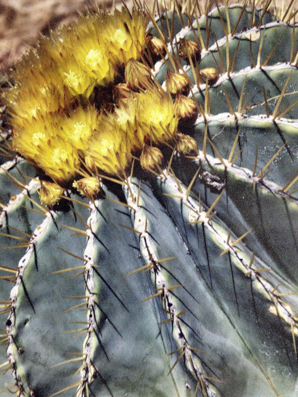 Bishop's Cap Cactus (Astrophytum myriostigma) local variety