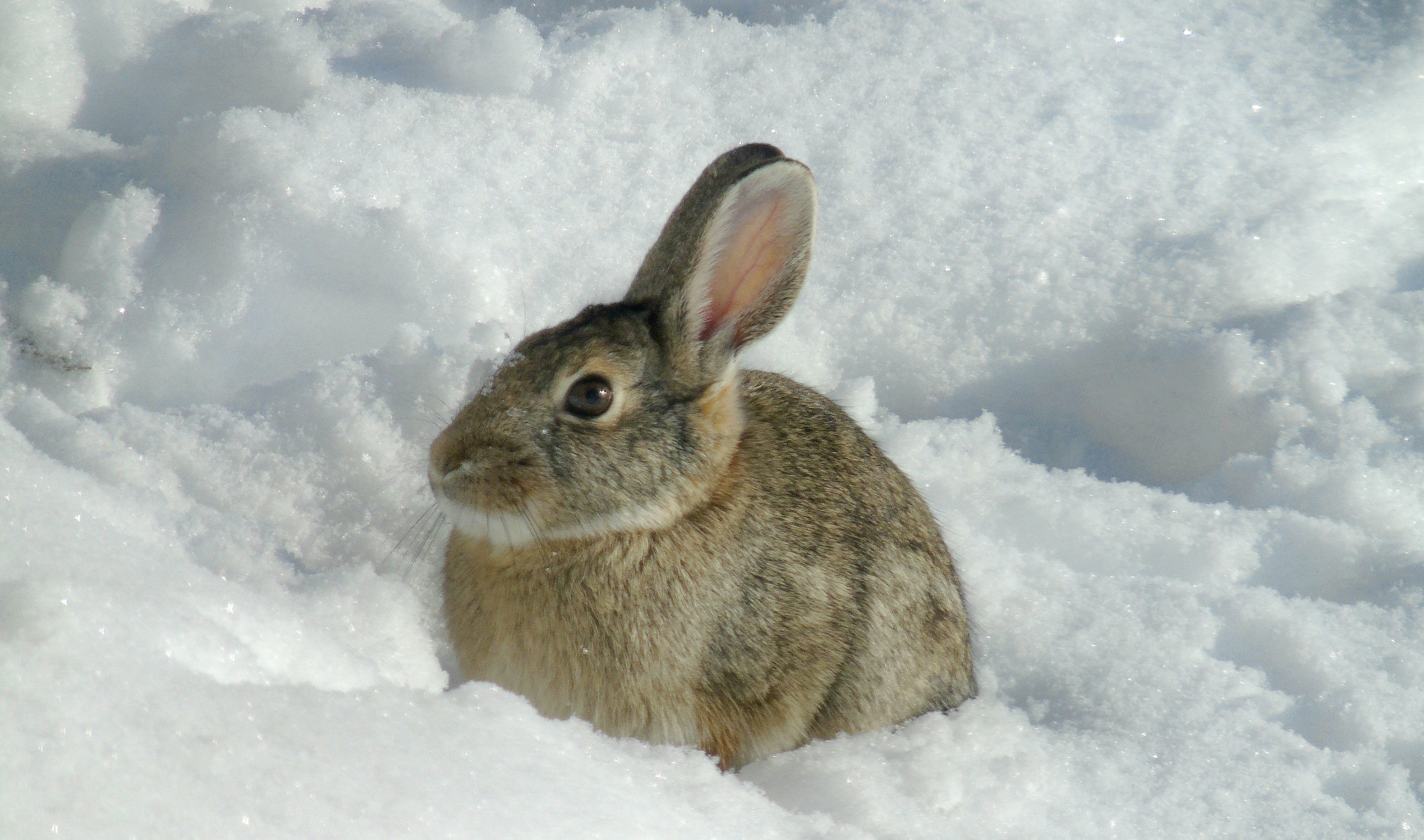 Cottontail in snow 958