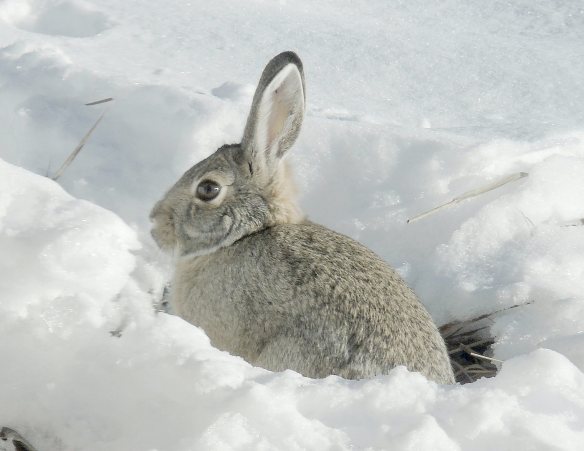 Dec 1 Snow bunny 2118