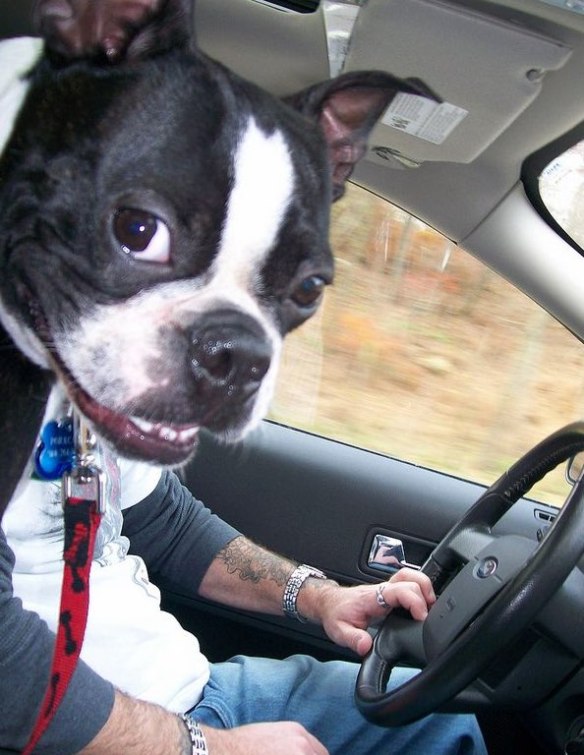 'What - you've never seen a Boston Terrier driving?'