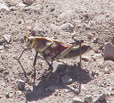 2002-november-arivaca-grasshopper-006s