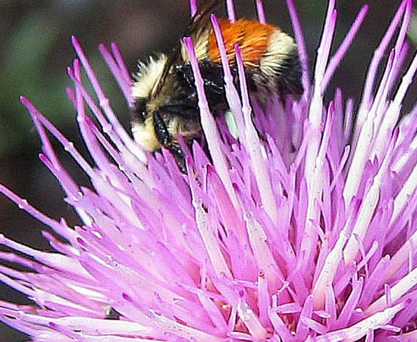 2007-july-red-girdled-bee-thistle-flower-cr