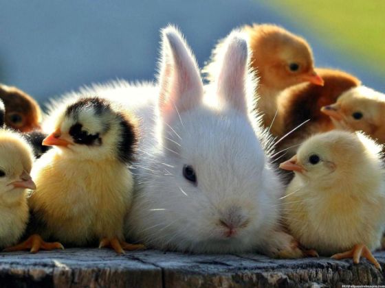 bunny and chicks